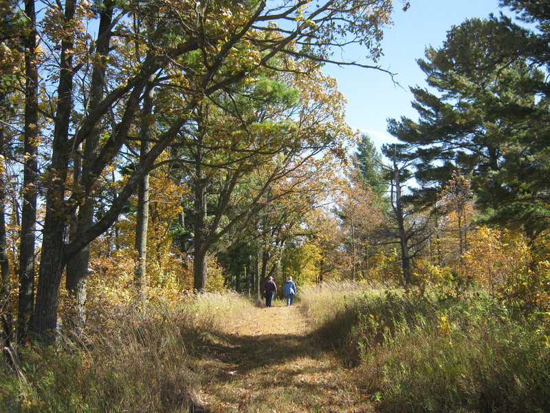 Hikers under the pines in the fall.