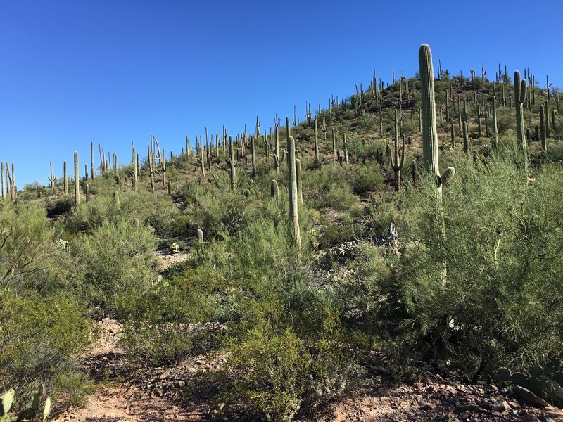 Sunshine and saguaros along the Coyote Pass Trail.