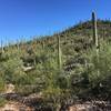 Sunshine and saguaros along the Coyote Pass Trail.