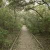 The boardwalk trail.