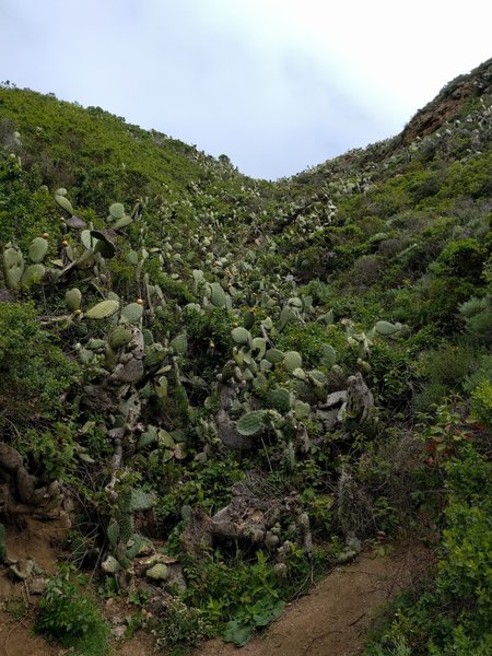 Cacti on the first section of the canyon.