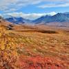 Fall colors across the Tundra near Eielson Visitor Center. with permission from David Broome