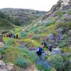 Santa Rosa Isl: Cherry Canyon singletrack. Lupine and hikers wind their way down Windmill Canyon.