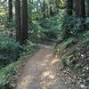 Tie Camp Trail through the redwoods.