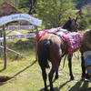 At Piedra del Fraile camp, horses can be used to help ferry in expedition supplies.