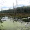Beaver Pond where creeks meet.