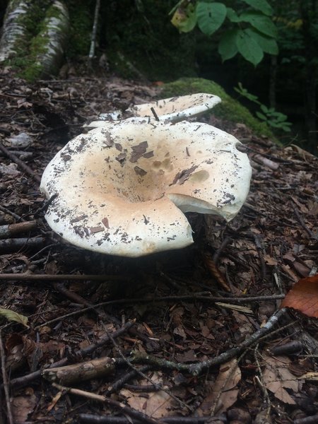 Mushrooms at trail's edge.