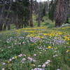 Flower-filled meadow on the Medicine Bow Peak Trail.
