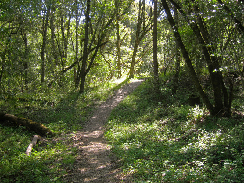Franciscan Loop Trail.