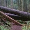 Green Canyon Way Trail is only maintained every 3-5 years. Blowdown can block trail. Photo by Nathan Taylor.