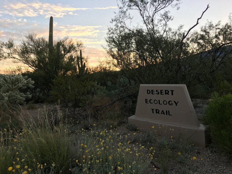 A short paved trail through the Sonoran Desert.