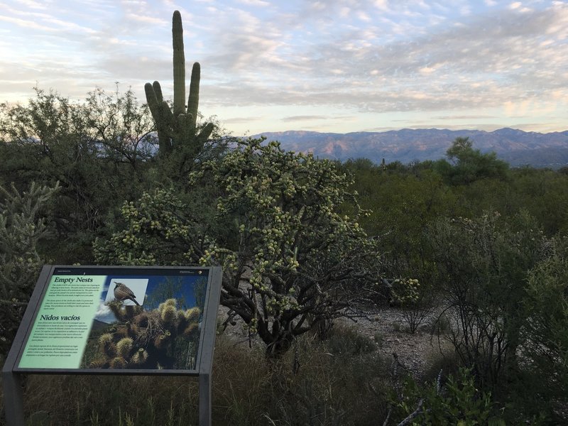 Desert Ecology Trail provides a short, but educational tour through the desert.
