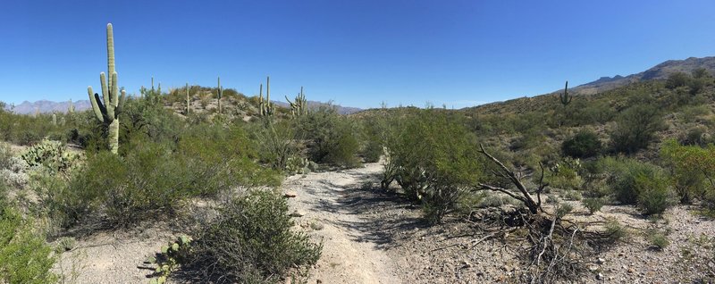 View north from the Cactus Forest Trail.