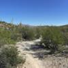 View north from the Cactus Forest Trail.
