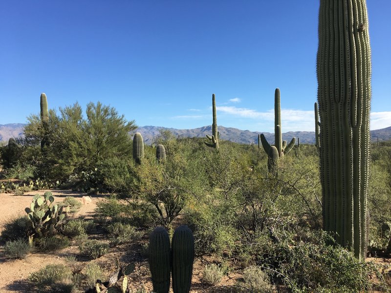 Looking north from Cactus Forest Trail. The Santa Catalina Mountains are in the distance.