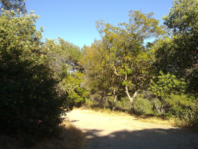 The Betty B. Dearing Trail winding through intermittent sun and shade.
