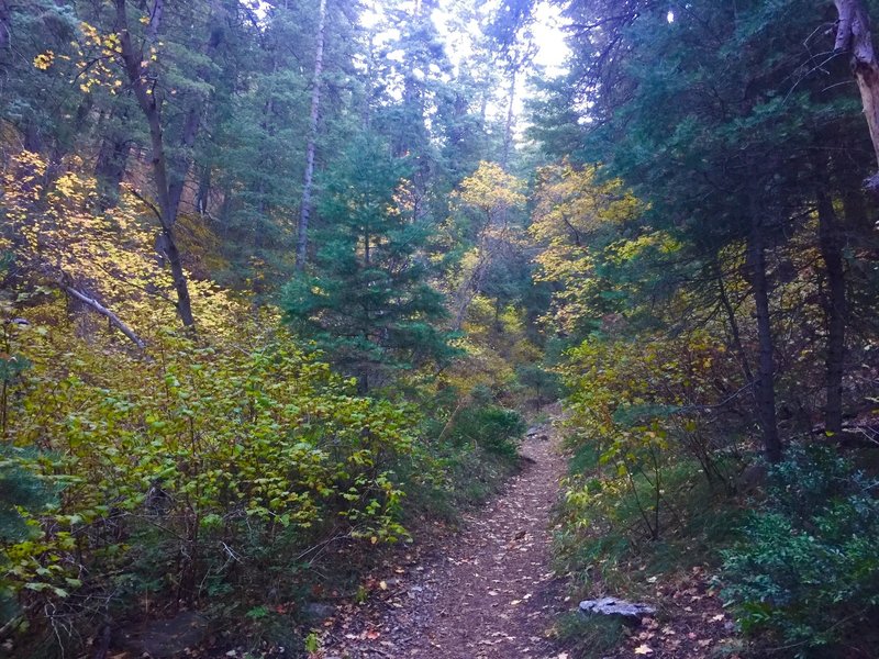 Some fall colors near the intersection of the Desolation and Thaynes Canyon trails