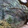 Tilden Regional Park.