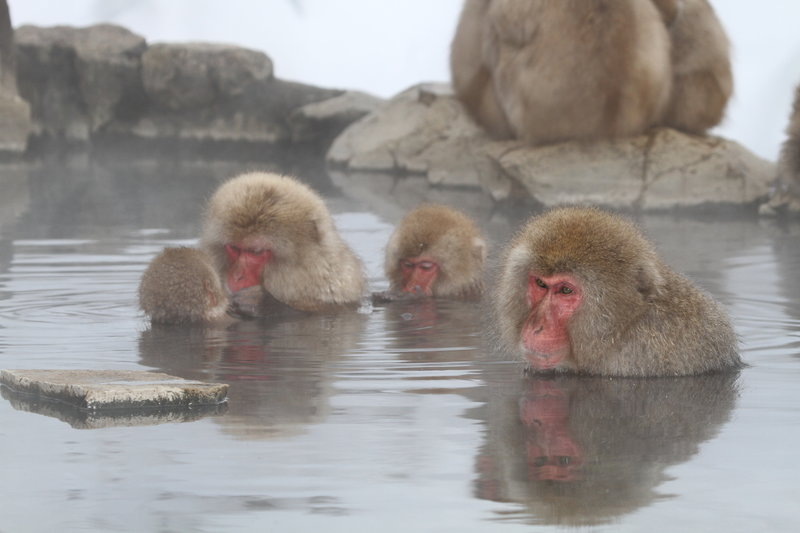 Japanese macaque staying warm.
