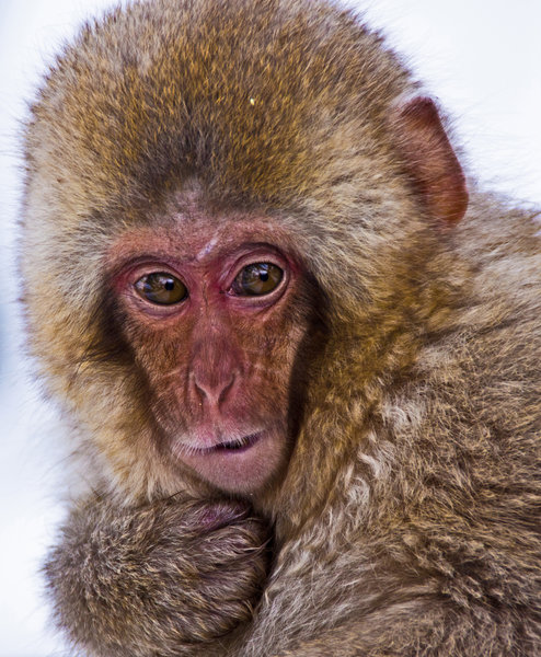 Japanese macaque.