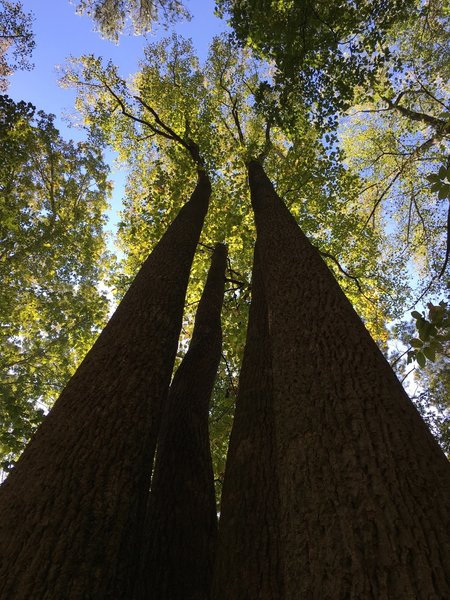 Large trees on Hardage Mill Trail.