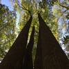 Large trees on Hardage Mill Trail.