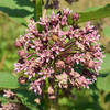 Common Milkweed in bloom along the trail.
