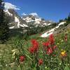 Indian Paintbrush and buttercup.