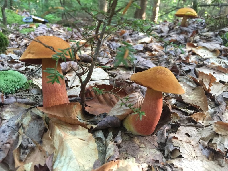 Late summer Boletus Mushrooms with velvety caps.