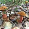 Late summer Boletus Mushrooms with velvety caps.