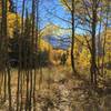 The trail meanders through the aspens much of the way.