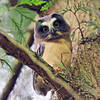 Saw whet owl resting among the trees at Tryon.