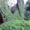 The vines.