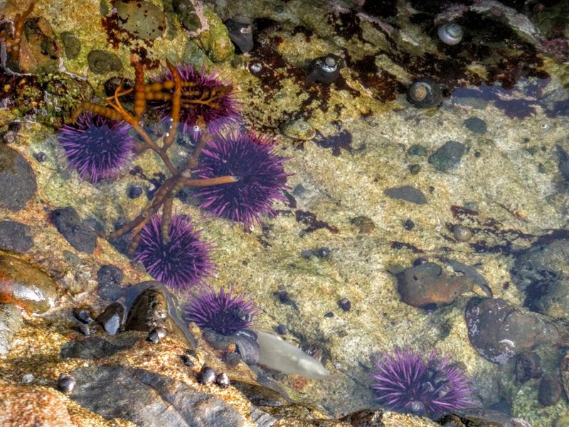 Tidal pool at Point Lobos.