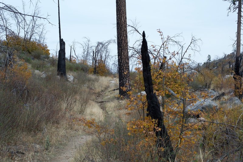 As the trail crests the hill, the trail changes to dirt and winds its way through burnt forest.