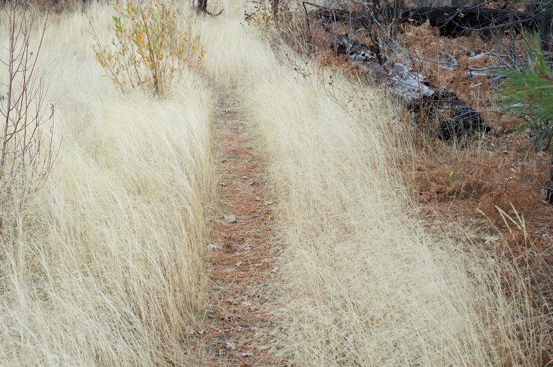 The trail passes through a flat, grassy area before the final climb to the top. The trail passes through a flat, grassy area before the final climb to the top.