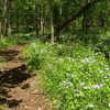Flowers line the edge of the Prairie Creek Woods Trail. Photo credit: USDA Forest Service.