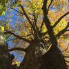 Large maple at Habitat Education Center and Wildlife Sanctuary.