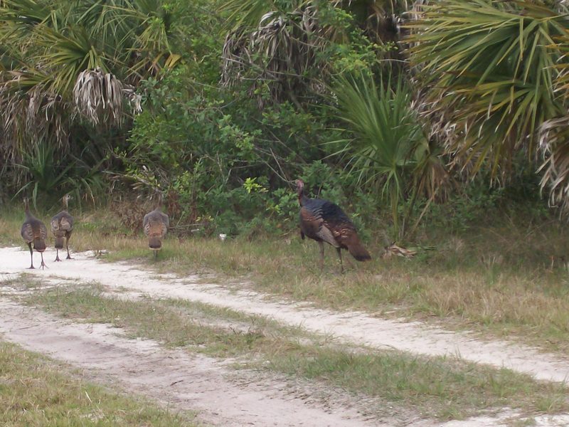 Wild turkeys strolling along the main road.