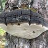 Tree conk(s) in an Alaskan forest.
