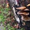 Mushrooms along Piper's Creek.