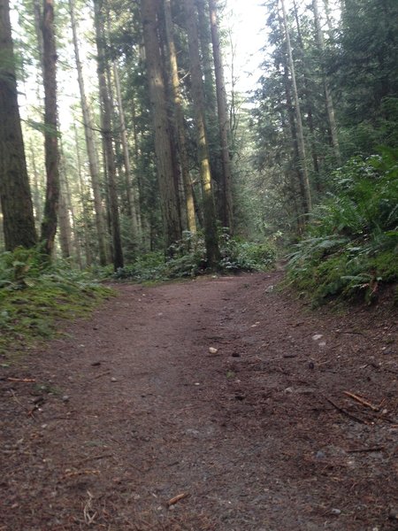 Typical trail surface.