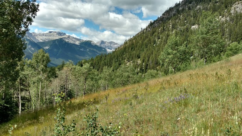 Wildflower-filled meadows grace the lower parts of Cory Pass in Banff, Alberta.