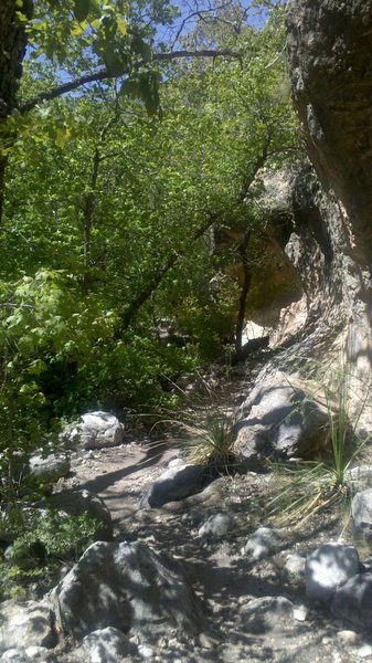 Deep within the canyon (McKittrick Canyon Trail).