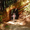 Walking through a massive redwood on the way to the Tall Trees area.