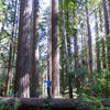 I'm as mighty as the great redwoods!