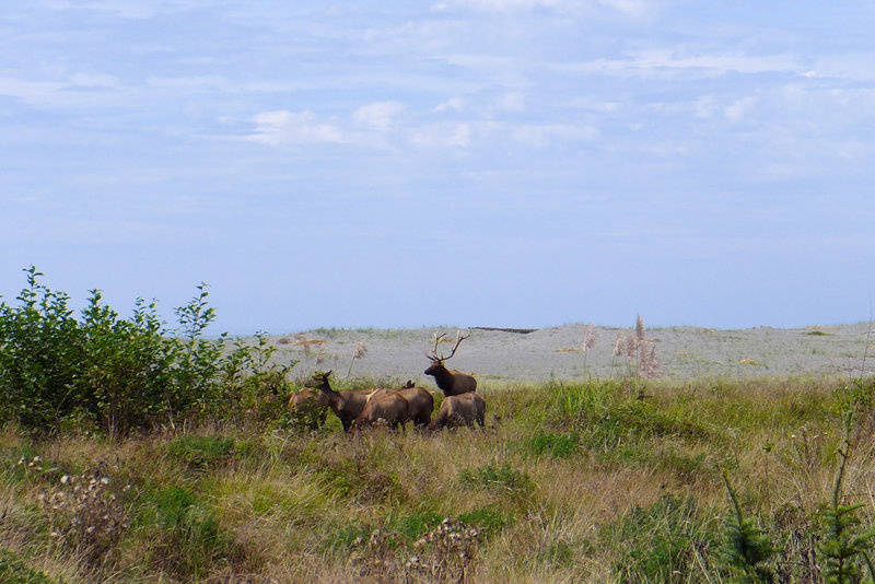 A male Roosevelt elk looks over his herd of lady elk.