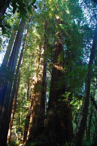 The Impressive Redwoods Along Tall Trees Trail