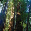 The impressive Redwoods along Tall Trees Trail.