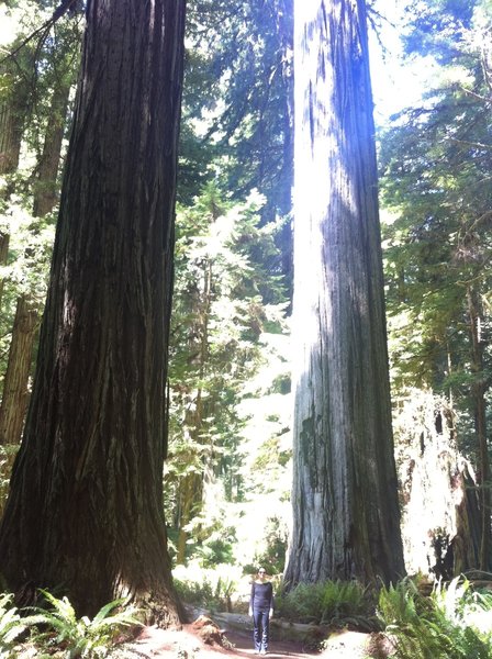 The massive redwoods of Big Tree Wayside.